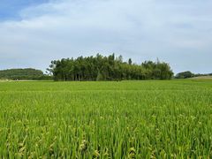 -良渚古城遗址公园