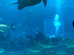 -海棠湾洲际-涛·海底餐厅·美人鱼·自助餐·海底隧道