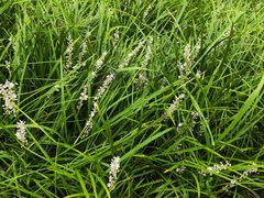 -沙河三洞古桥公园