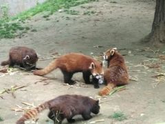 -西安秦岭野生动物园