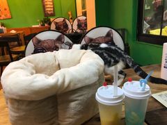 -李小姐の猫咖啡馆(五角场店)