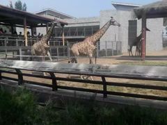 -辛玛王国游乐园