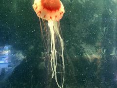 -临沂极地海洋王国