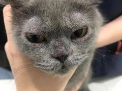 -萌兽医馆·宠物医院·猫骨科(创景店)