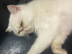 -豆老板的猫咖啡(碑林博物馆店)