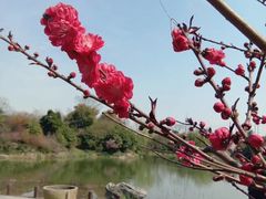 -桃花岛景观公园