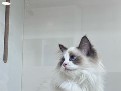 -青奢宠物·青奢猫舍