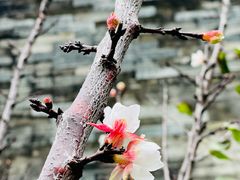 -广州神农草堂中医药博物馆