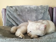 -青春加萌照相馆