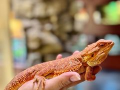 -帕帕拉兹宠物(亚洲旗舰店)