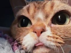 -momokira米努特·德文卷毛猫·棉花面纱犬