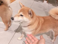 -柴务处·柴犬主题狗咖