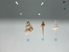 -青岛贝壳博物馆