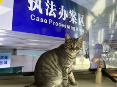 -中农大我爱我爱动物医院·核磁CT·猫病·24小时夜诊中心(石佛营店)