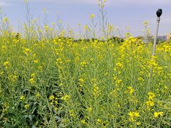 -光明小镇欢乐田园