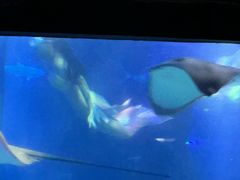 -江和美海洋公园