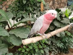 -南宫五洲植物乐园