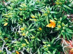 -龙大花卉苗木市场