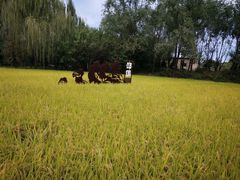 -北坞公园