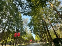 -黄海国家森林公园