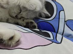 -pd派德宠物中心医院24H急重症·眼科中心·血液透析中心(嵩山北路店)