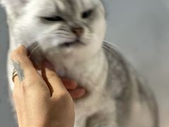 -猫儿山۰猫主题餐厅