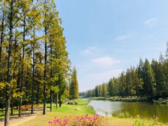 -黄海国家森林公园