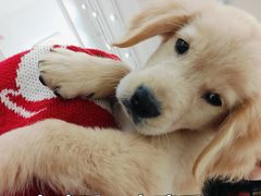 -Let's go狗咖·猫咖·奶狗·桌游(春熙路IFS店)