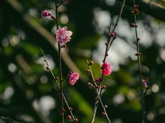 -杭州植物园