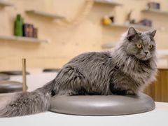 -飞行喵MR PILOT|猫舍·猫咖(静安大融城店)