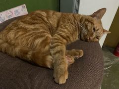 -猫猫幼稚园·撸猫·桌游·电玩