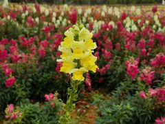 -天适樱花悠乐园