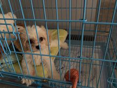 -翊宠yipet猫狗购宠庄园犬舍•猫舍