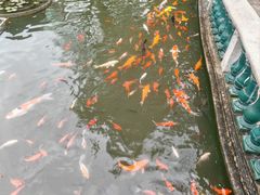 -碧江金楼
