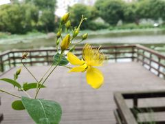 -新江湾城公园