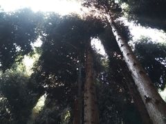 -武陵山森林公园