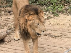 -石家庄市动物园