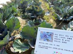 -前小桔亲子创意农场·草莓采摘·露营烧烤