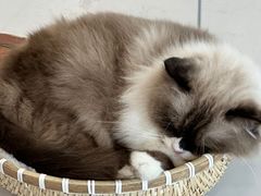-共舞时光猫咖·狗咖(新街口店)