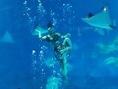 -烟台海昌鲸鲨海洋公园