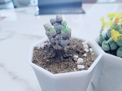 -花鸟鱼虫鲜花绿植市场(玉泉路店)