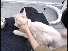 -爱洗澡的猫(天河路店)