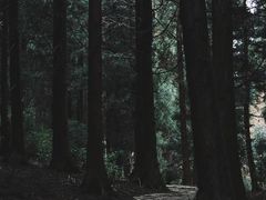 -山王坪喀斯特国家生态公园