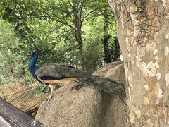 -西霞口神雕山野生动物世界