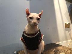 -Meowの猫咖(万家丽店)