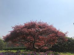 -嘉定紫藤园
