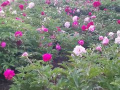 -长春公园(普阳街道)