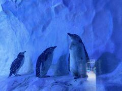 -海合安成都极地海洋公园