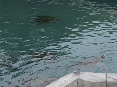 -广东惠东海龟国家级自然保护区
