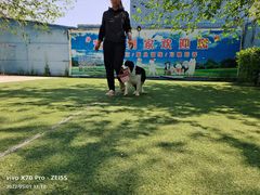 -宠物寄养训练学校